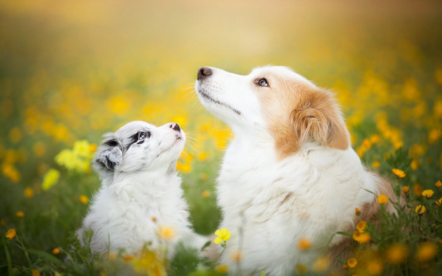 Dogs field autumn flowers sky free wallpaper for desktop - medium preview image