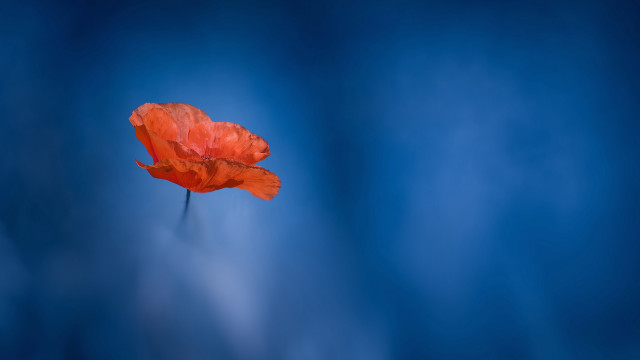Orange flower blue background macro free wallpaper for desktop - medium preview image