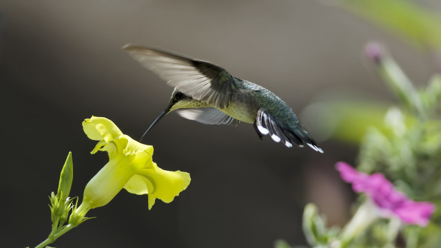 Hummingbird flower bird in flight free wallpaper for desktop - medium preview image