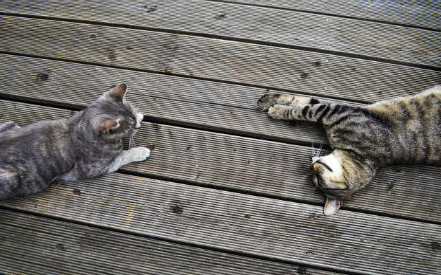 Cats paw play deck fence free wallpaper for desktop - medium preview image