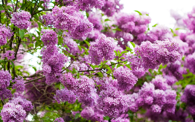 Purple flower tree bloom macro free wallpaper for desktop - medium preview image