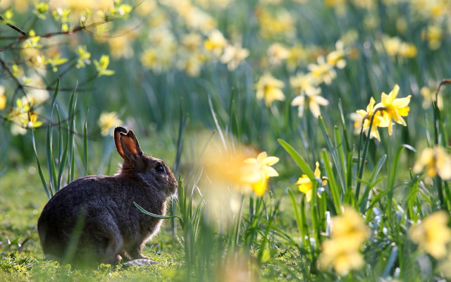Rabbit flower field green ribbon free wallpaper for desktop - medium preview image