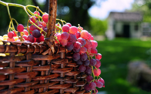 Grapes basket hanging tree yard free wallpaper for desktop - medium preview image