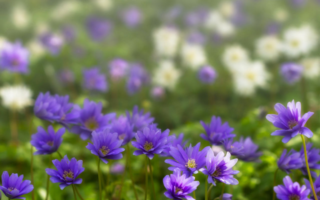 Purple flower field bokeh blurry #4 free wallpaper for desktop - medium preview image
