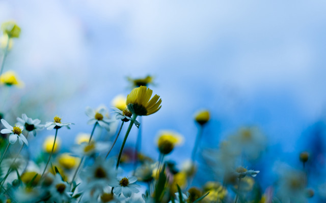 Yellow flower field blue sky #3 free wallpaper for desktop - medium preview image