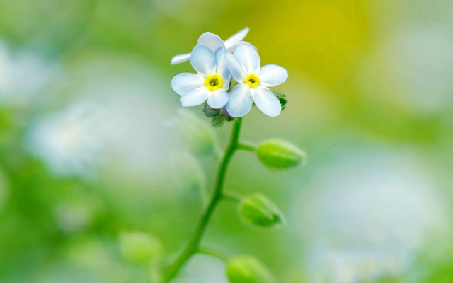 White flower bokeh macro daisy free wallpaper for desktop - medium preview image