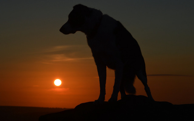 Dog sunset rock horizon mountain free wallpaper for desktop - medium preview image