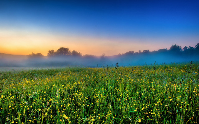 Yellow flowers fog sunset landscape free wallpaper for desktop - medium preview image