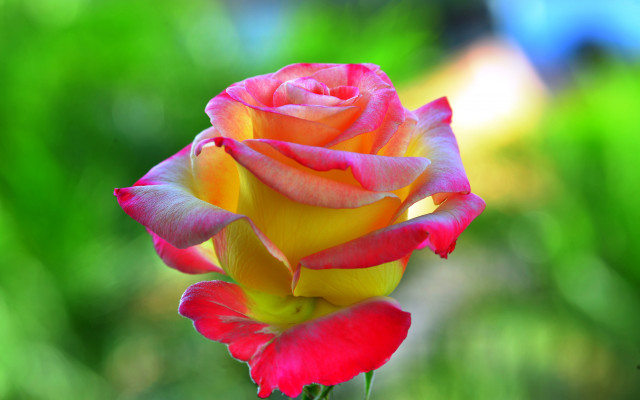 Red rose vase outdoors bokeh free wallpaper for desktop - medium preview image