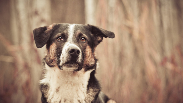Dog focus blurry background elk free wallpaper for desktop - medium preview image