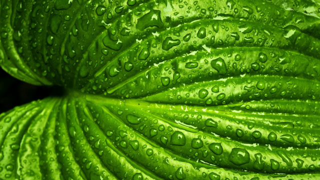 Green leaf water droplets macro #30 free wallpaper for desktop - medium preview image