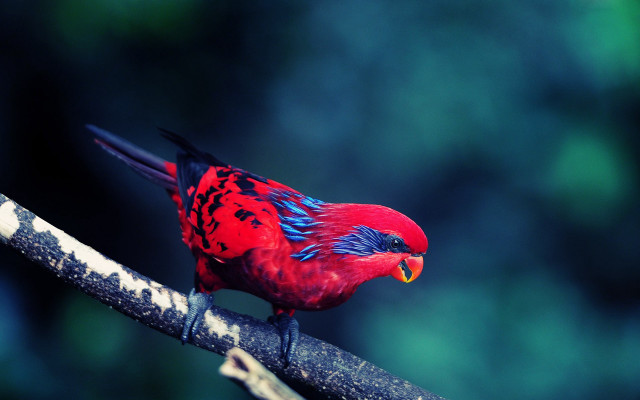 Red bird blue black feathers free wallpaper for desktop - medium preview image