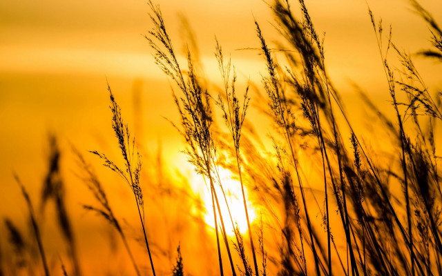 Sunset blowing grass yellow sky free wallpaper for desktop - medium preview image