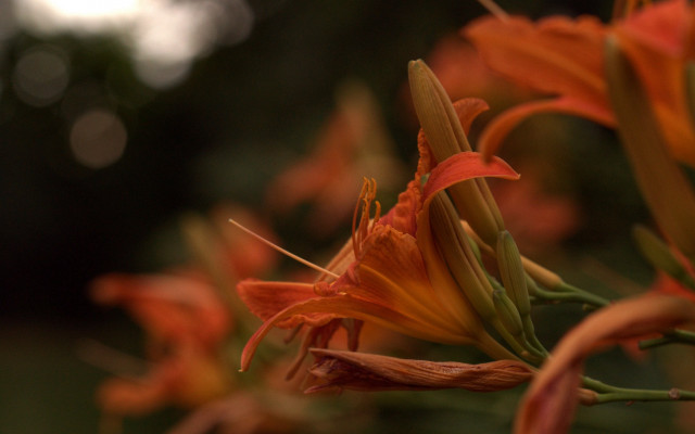 Flower petal closeup bokeh shallow free wallpaper for desktop - medium preview image
