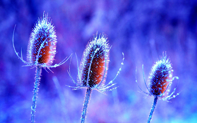 Three flowers long stems purple free wallpaper for desktop - medium preview image