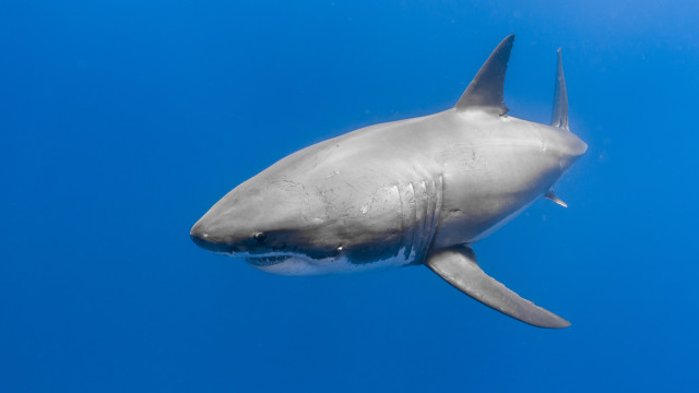 Shark ocean blue background white free wallpaper for desktop - medium preview image