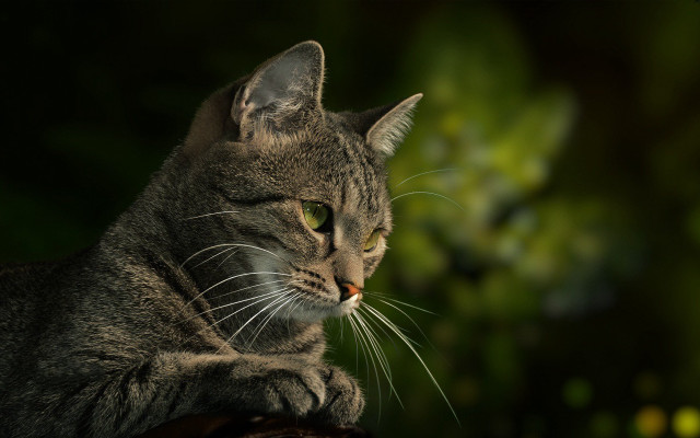 Cat wooden table forest green free wallpaper for desktop - medium preview image
