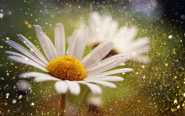 Flower water droplets macro blurry free wallpaper for desktop - medium preview image