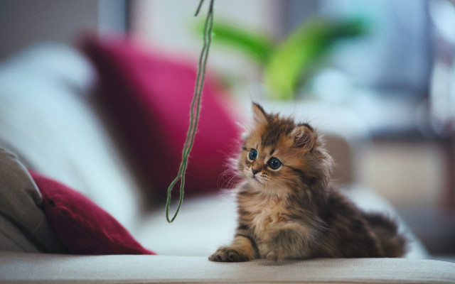 Kitten couch pillow plant photorealistic free wallpaper for desktop - medium preview image