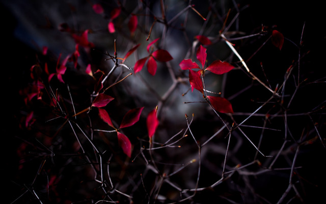 Tree red leaves night blurry free wallpaper for desktop - medium preview image