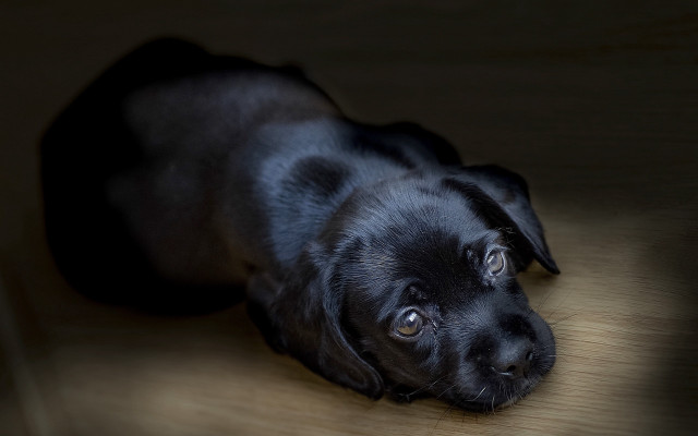 Black dog laying wooden floor free wallpaper for desktop - medium preview image