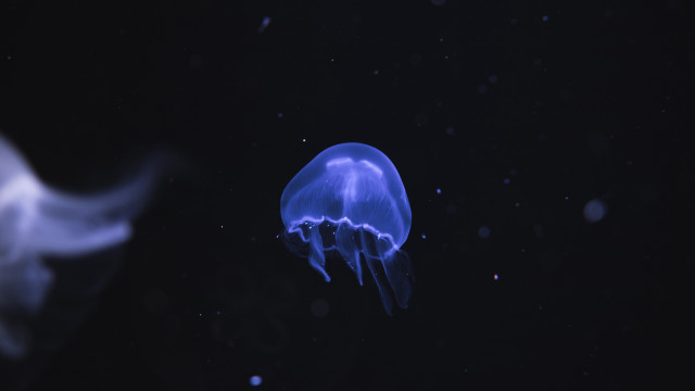 Blue jellyfish bubbles holography bioluminescence free wallpaper for desktop - medium preview image