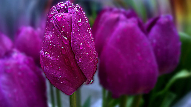 Purple flower water droplets bokeh #3 free wallpaper for desktop - medium preview image