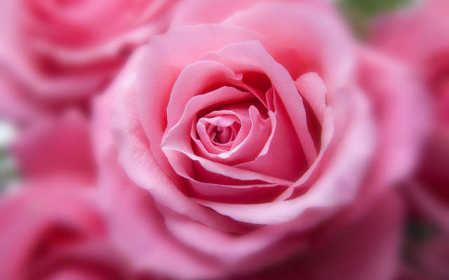 Pink rose bokeh macro shallow free wallpaper for desktop - medium preview image