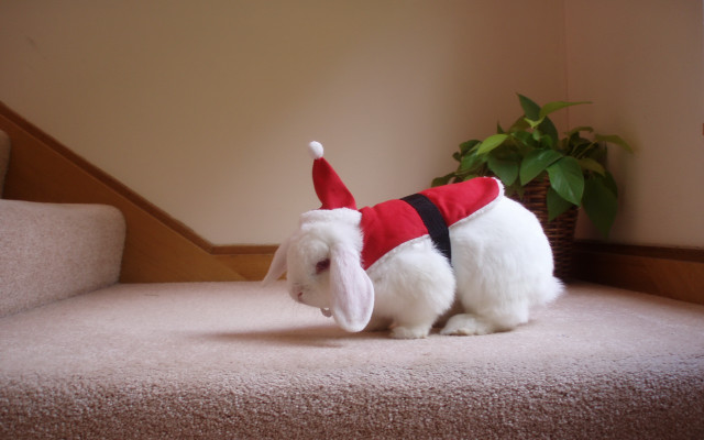 White rabbit santa hat vest free wallpaper for desktop - medium preview image
