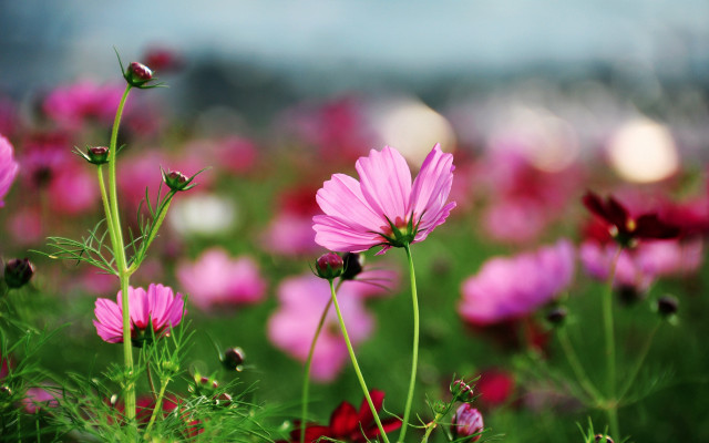 Pink flower field bokeh macro #4 free wallpaper for desktop - medium preview image