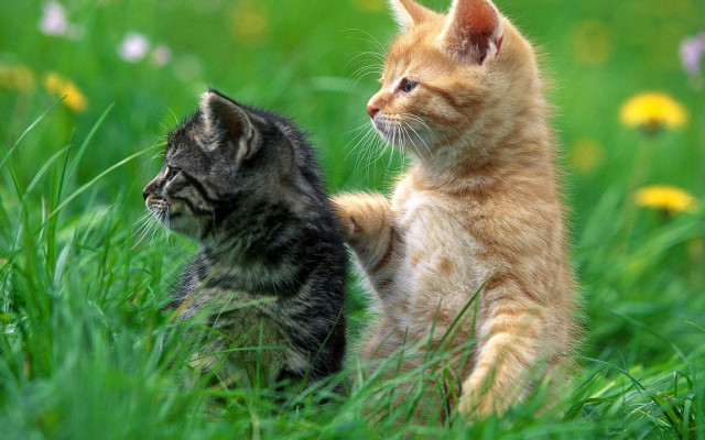Kittens playing field flowers blurry free wallpaper for desktop - medium preview image