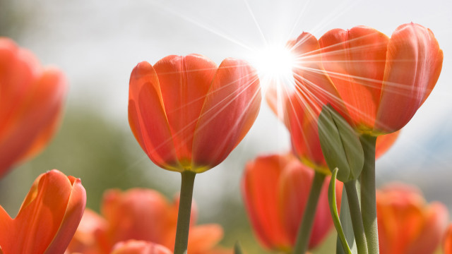 Orange flowers sunlight petals lensflare free wallpaper for desktop - medium preview image