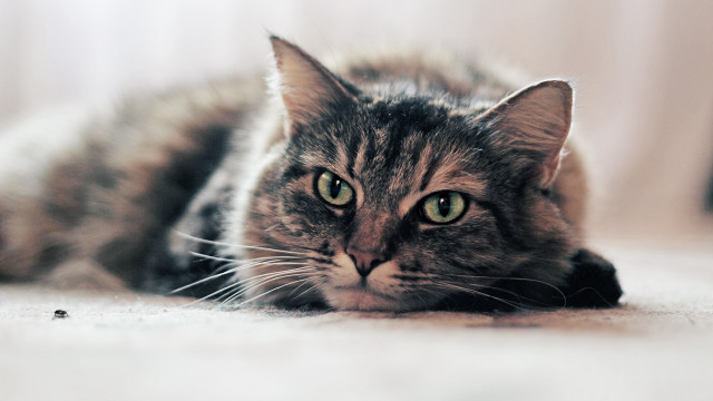 Sad black cat green eyes free wallpaper for desktop - medium preview image