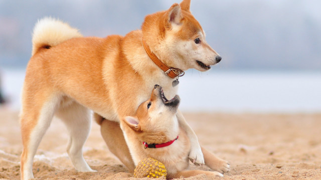 Dogs playing beach shiba inu free wallpaper for desktop - medium preview image