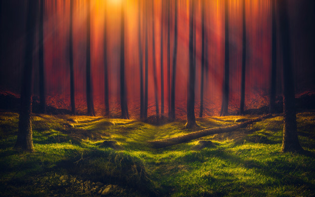 Forest path sunset magic realism free wallpaper for desktop - medium preview image