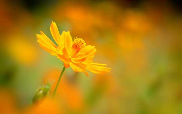 Yellow flower blurry background macro #6 free wallpaper for desktop - medium preview image