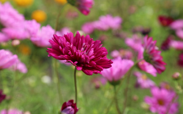 Pink flowers yellow red background free wallpaper for desktop - medium preview image