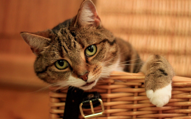 Cat basket green eyes tilt free wallpaper for desktop - medium preview image
