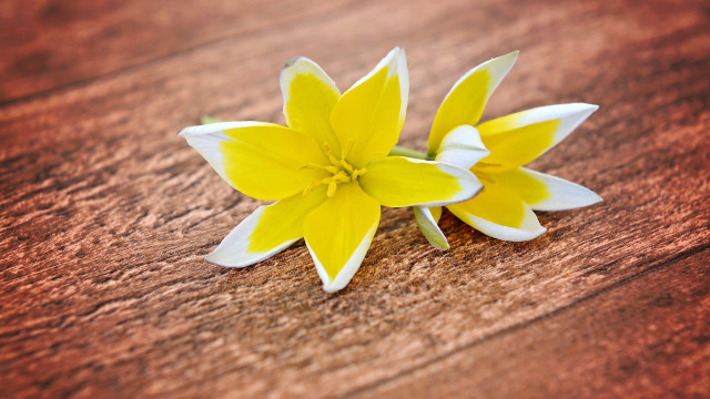 Yellow white flower wooden table free wallpaper for desktop - medium preview image