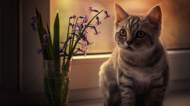 Cat vase flowers window stilllife free wallpaper for desktop - medium preview image