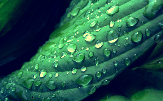 Green plant water droplets macro #5 free wallpaper for desktop - medium preview image