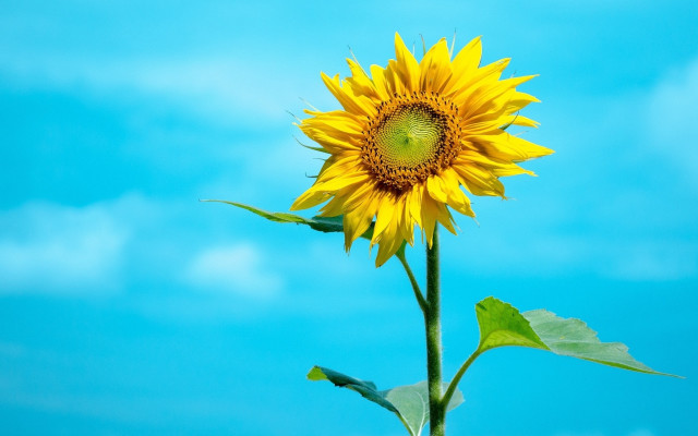 Sunflower blue sky clouds ecological free wallpaper for desktop - medium preview image