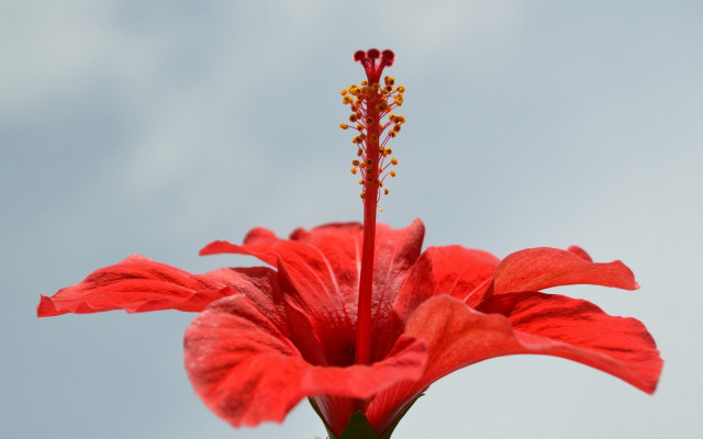 Red flower blue sky macro free wallpaper for desktop - medium preview image