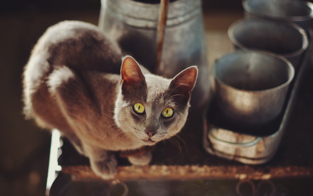 Cat shelf metal pots still free wallpaper for desktop - medium preview image