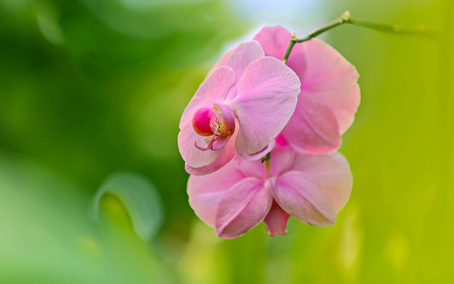 Pink flower green background macro #5 free wallpaper for desktop - medium preview image