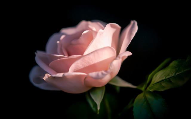 Pink rose dark green stem free wallpaper for desktop - medium preview image