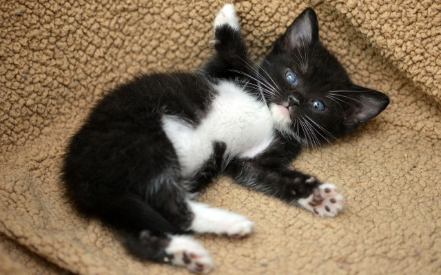 Black white kitten blanket couch free wallpaper for desktop - medium preview image