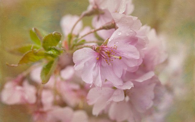 Pink cherry blossom water droplets free wallpaper for desktop - medium preview image