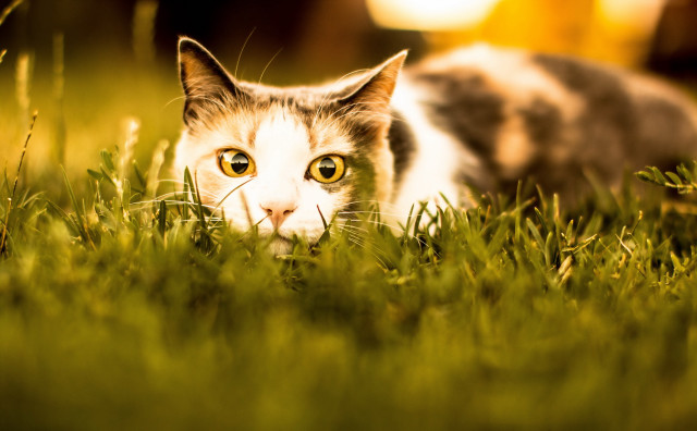 Curious cat in grass autumn free wallpaper for desktop - medium preview image