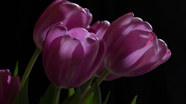 Purple flowers vase table dark free wallpaper for desktop - medium preview image